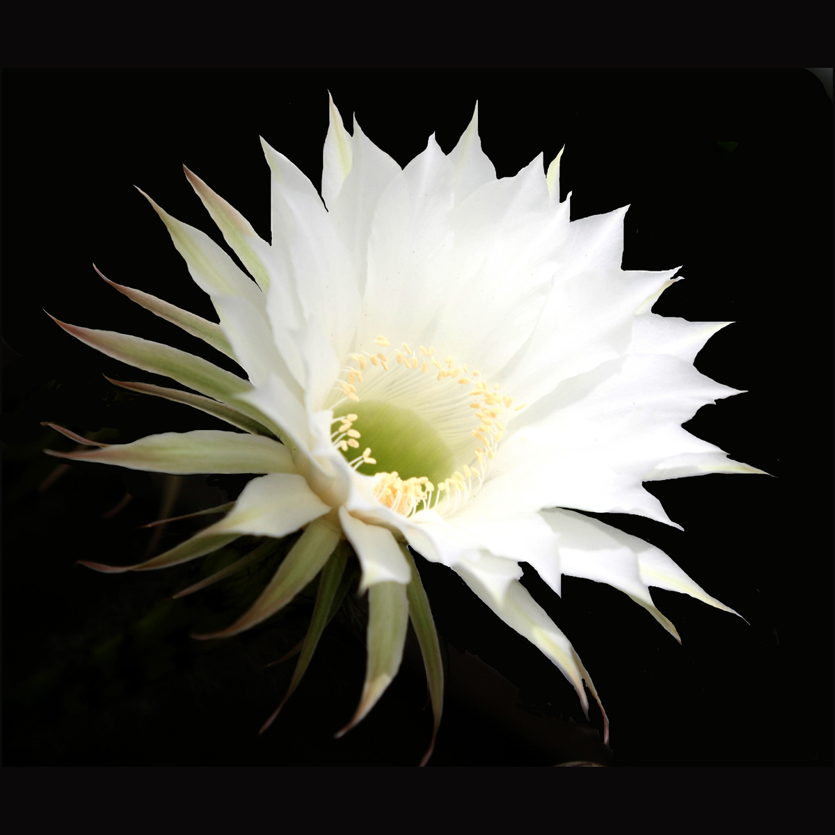 it only blooms in the dark