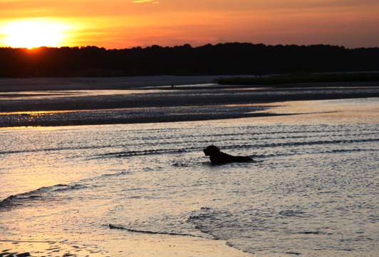 sc_golden retriever_017