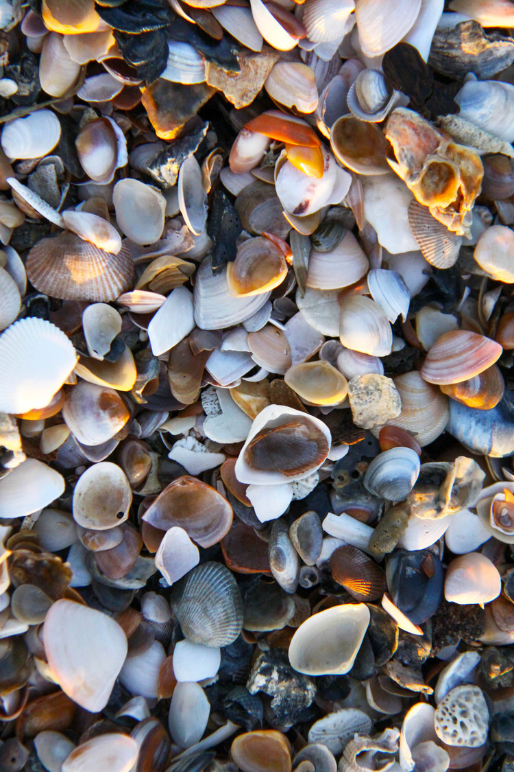 shells at low tide