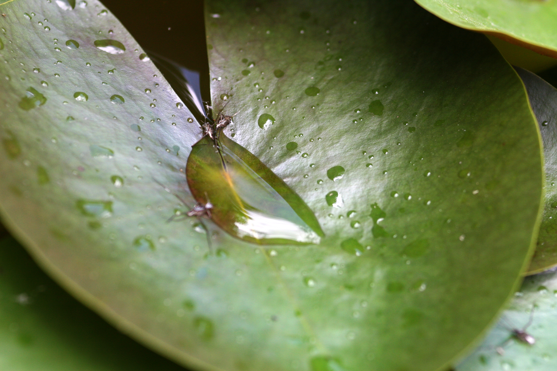 lilypad