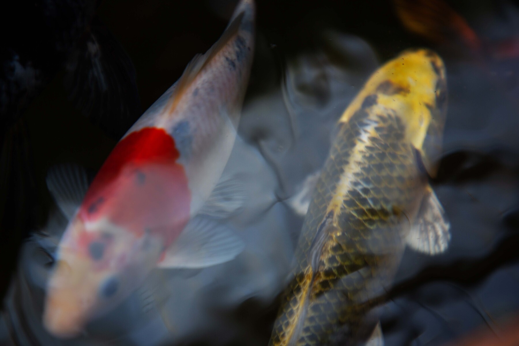 2 koi