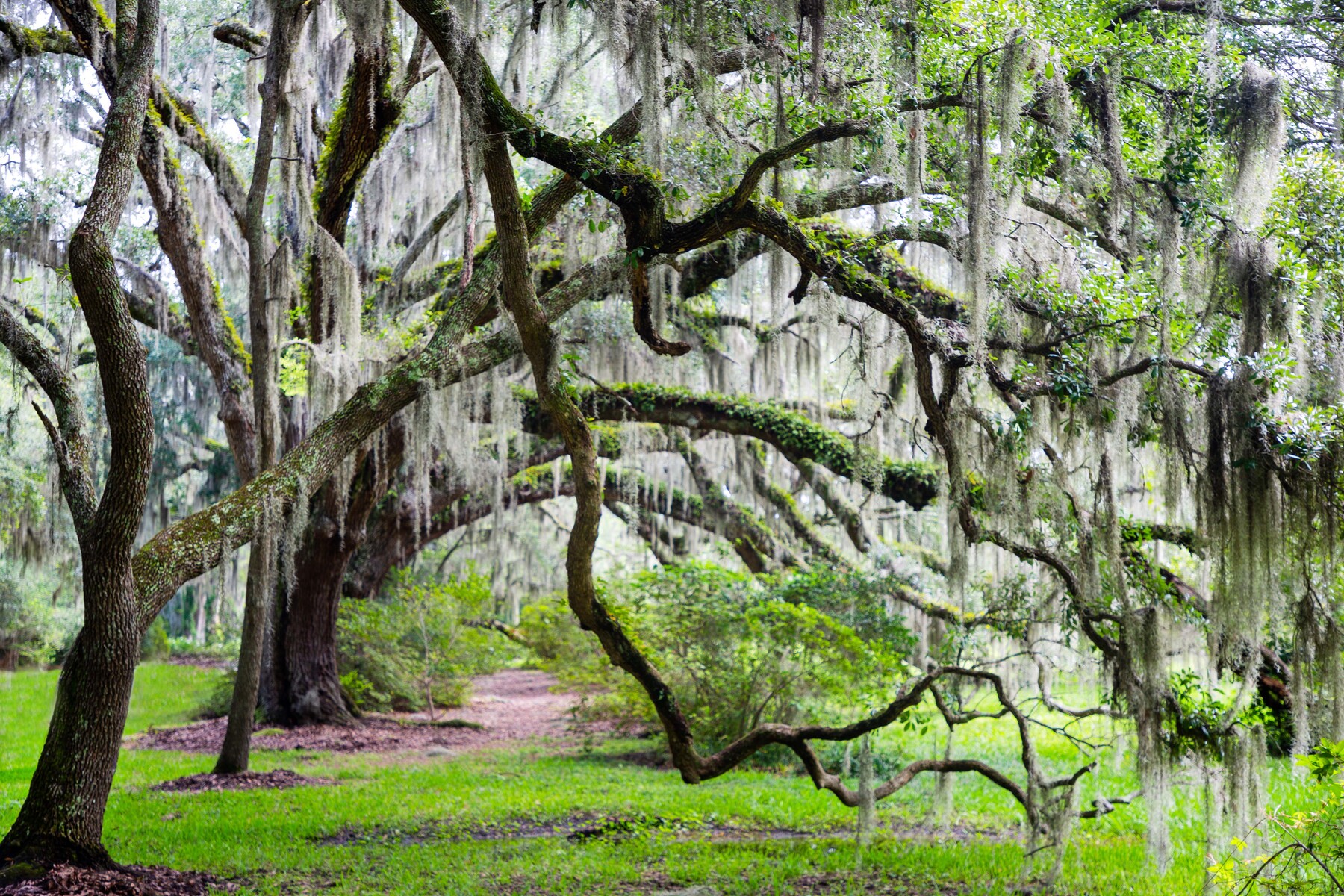 live oaks at Magnolia