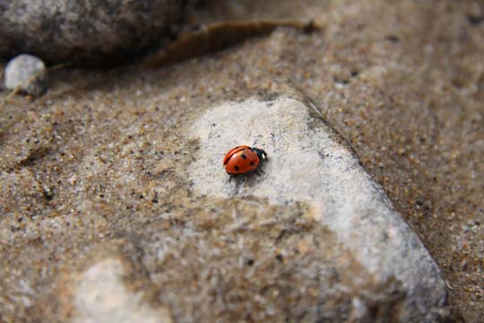 mi_in_Lone Ladybug_0040