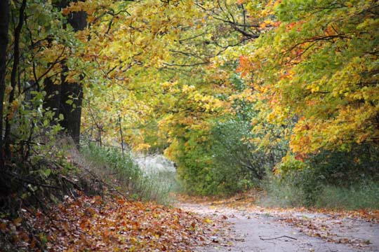 mi_Farm Lane_ 257