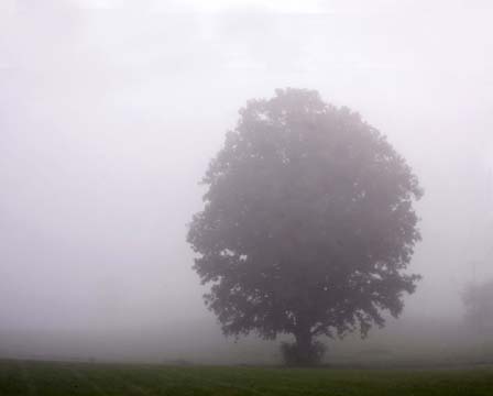 mi_morning fog_155