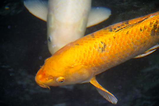 3_fi_5973