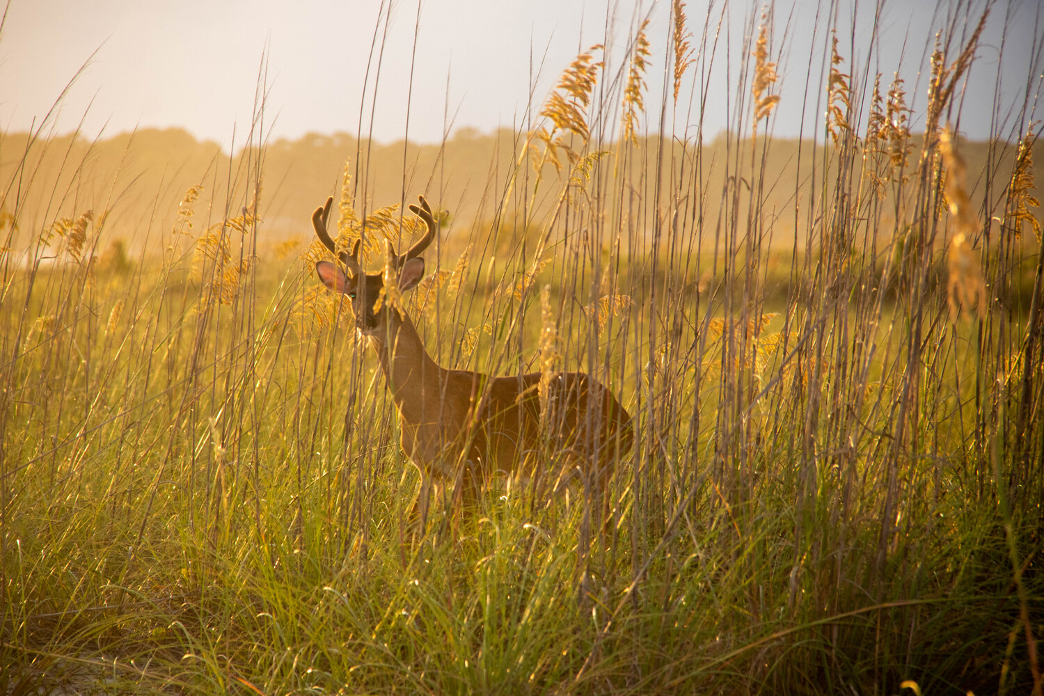 deer at the beach