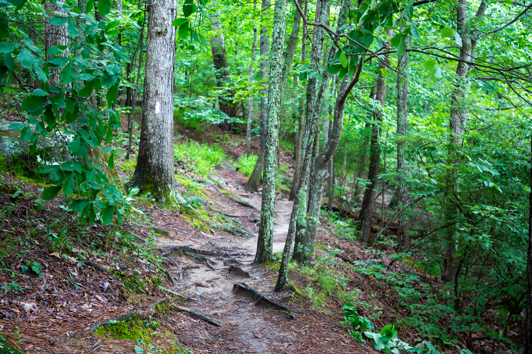 path along the river