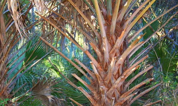 sc_palm_109