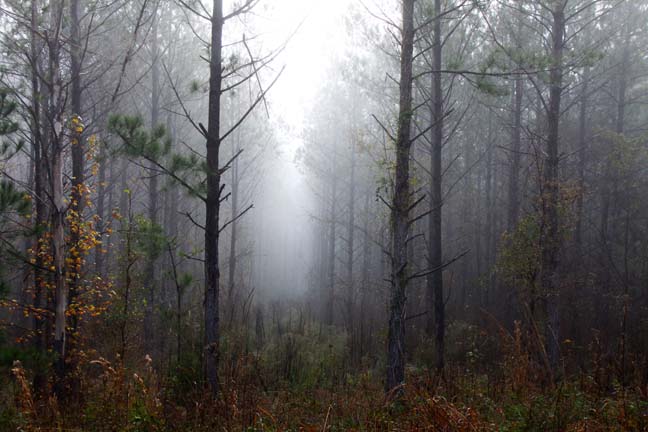Landscape Gallery/South Carolina