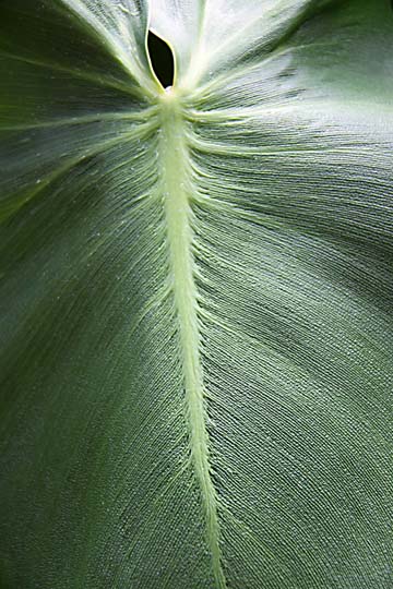 gr_Broad leaf_ 015
