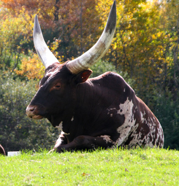 cw_Africian Cow_0054