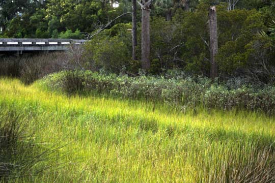 sc_marshland_088