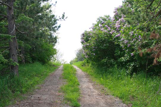 mi_7790 Lilac pathway
