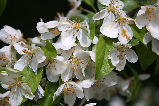 wh_Appleblossum_0018