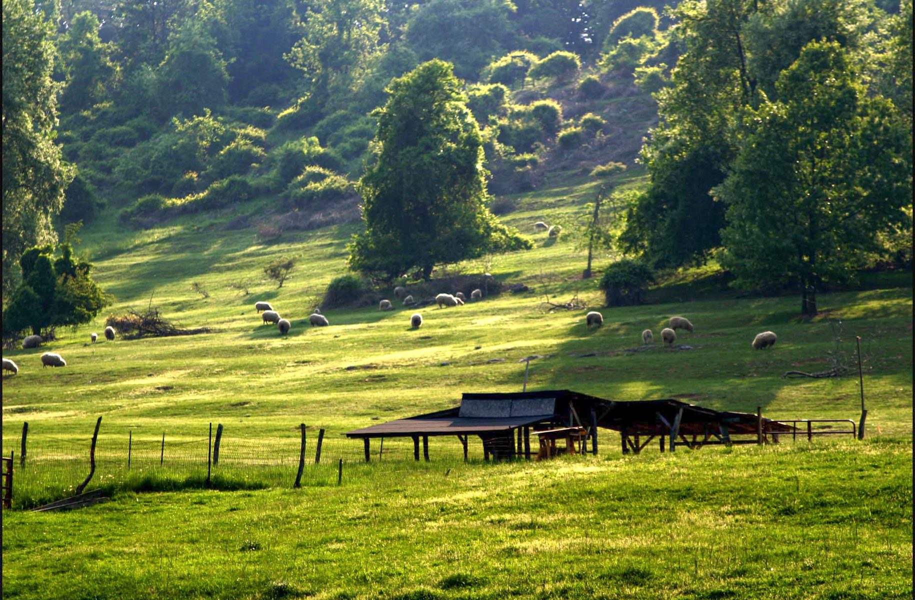 Maryland sheepfield
