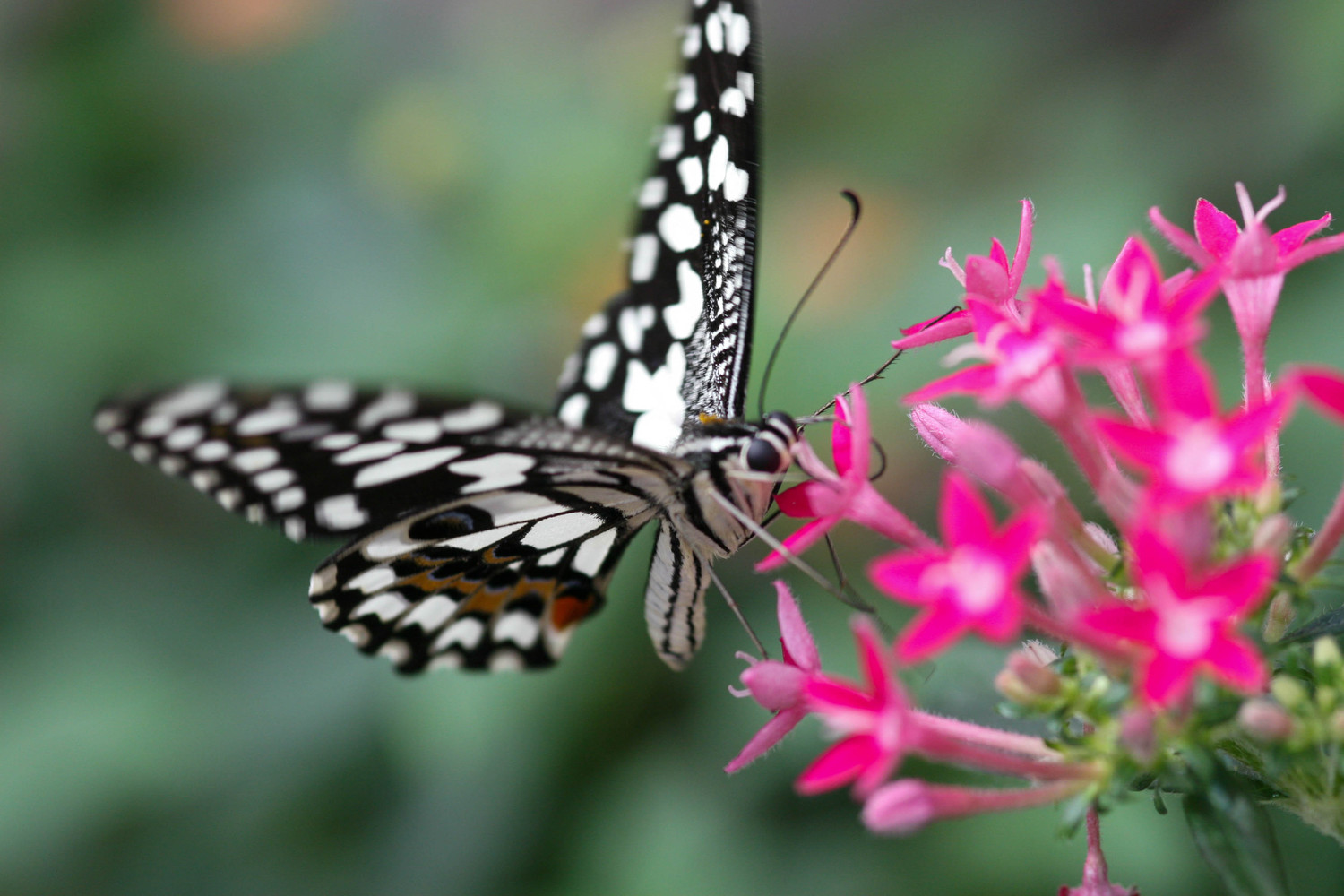 nectar drink