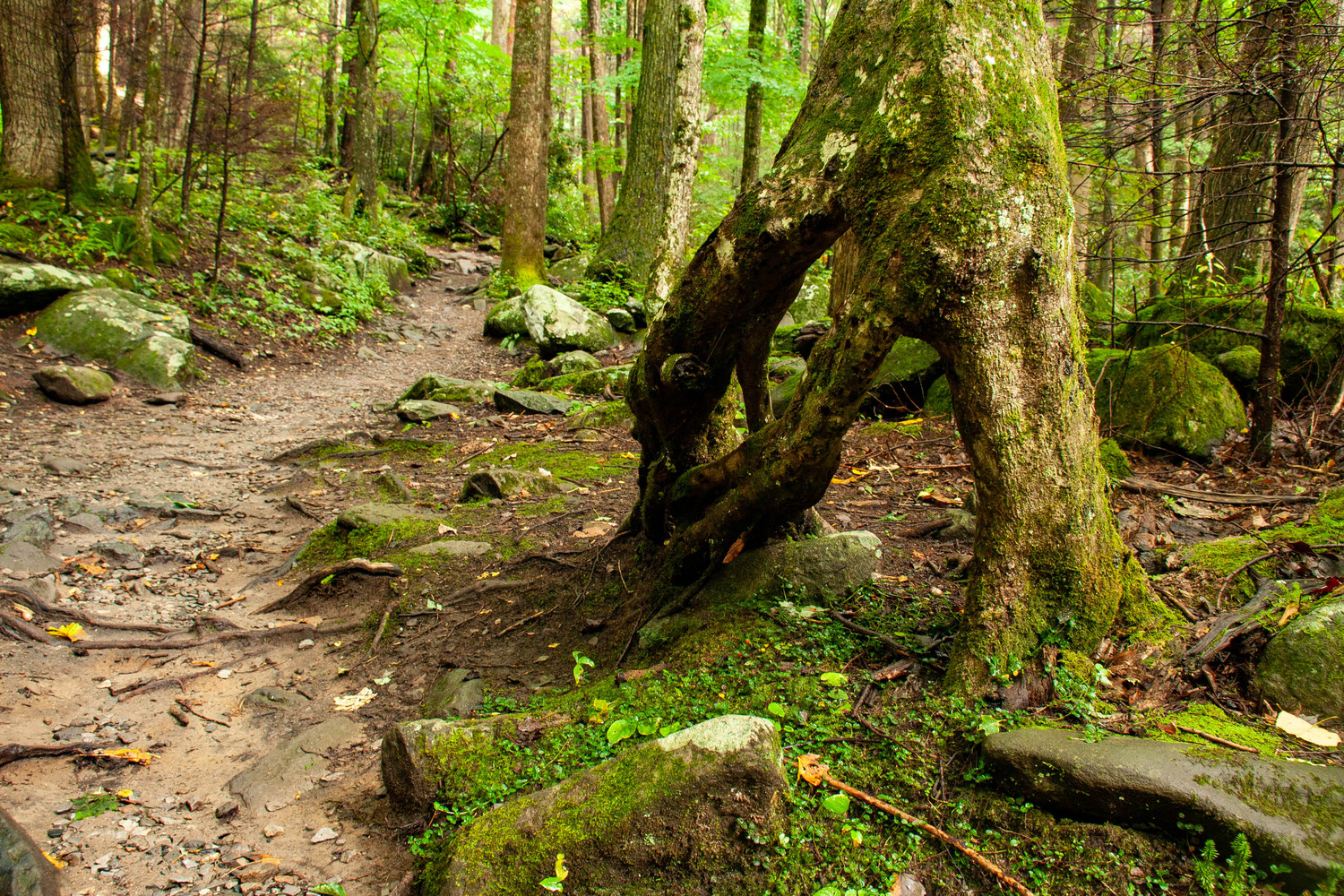 the walking tree