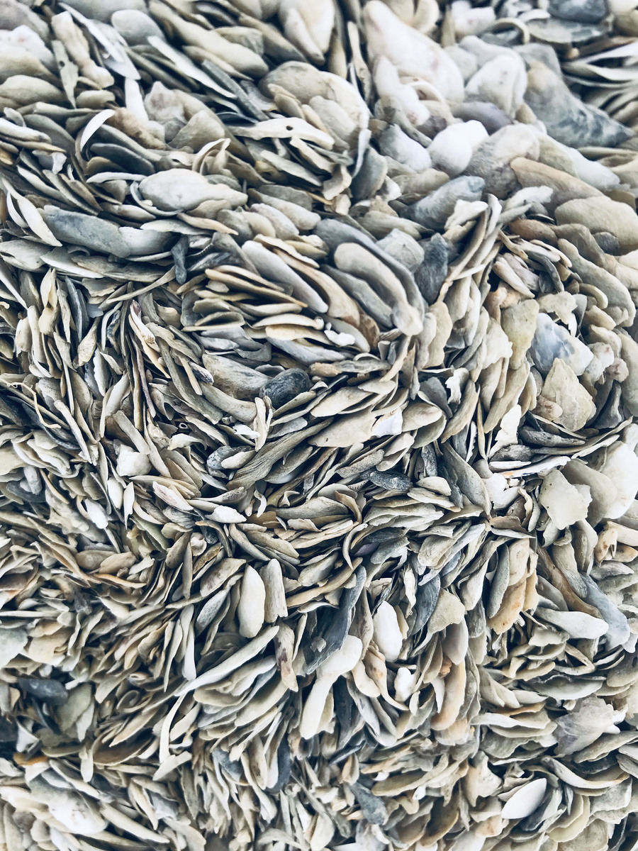 all these shells washed up