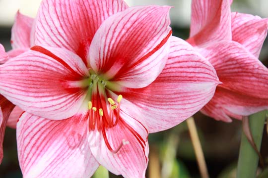 rd_amaryllis_078