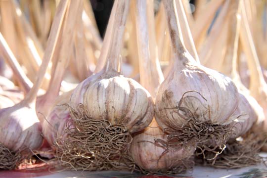 garlic