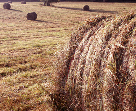 mi_hayfield_3009