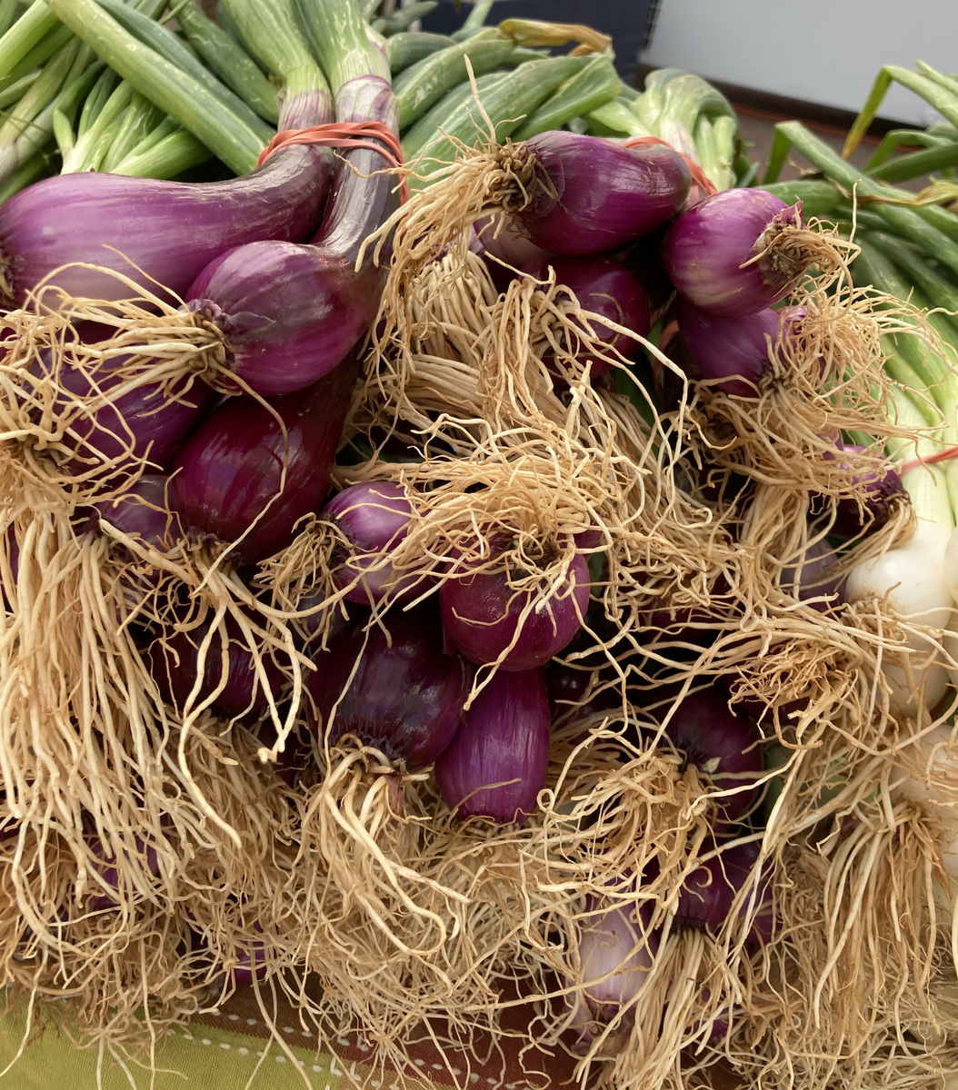 Shallots