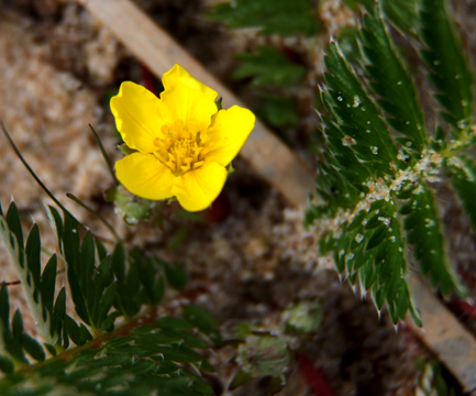ye_sandflowers_071