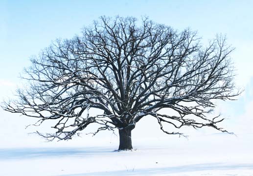 mi_dexter snowfield with oak_5055