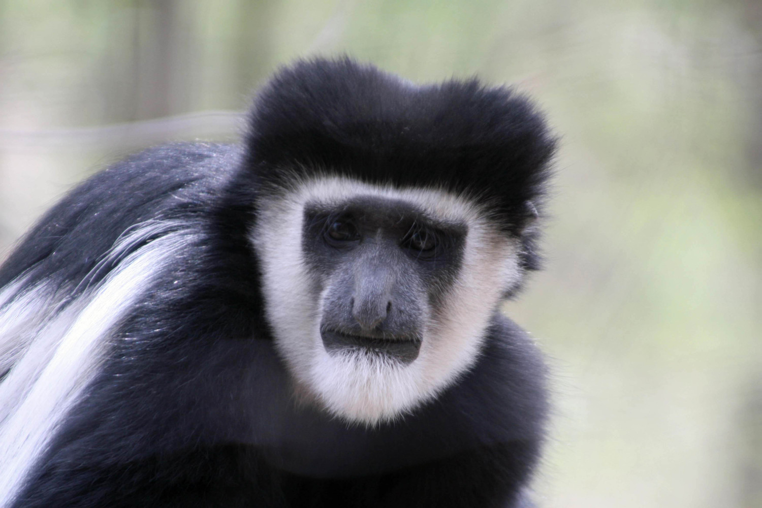 Colobus