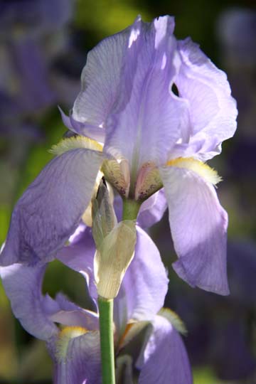 bpu_iris_ 018