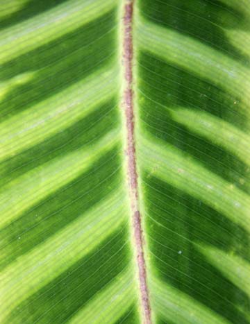 gr_leaf_ 152