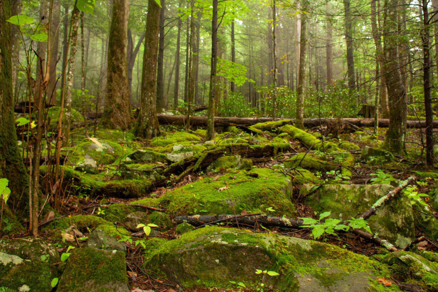 moss rocks in the mountains