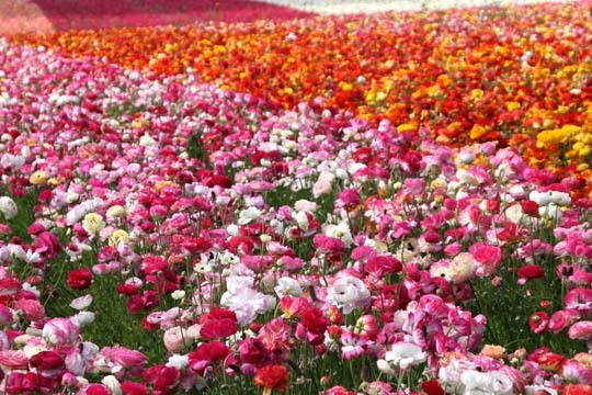 Rynuculia fields, San Diego