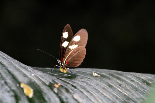 3_in_butterfly_0902