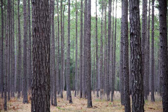 gallery landscapes south