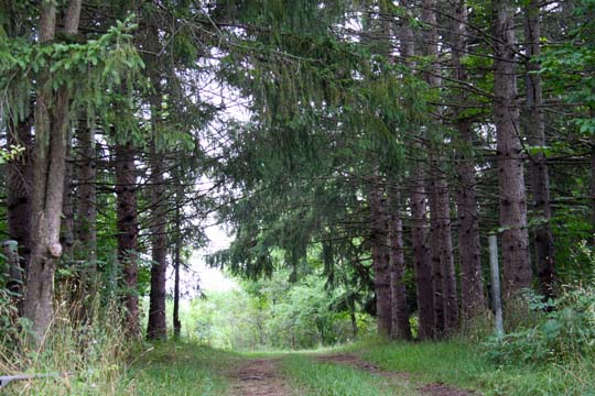 landscape gallery_midwest_mi