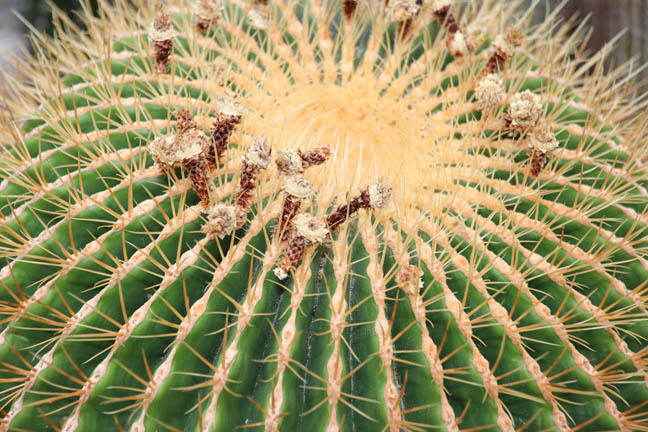 cactus 1