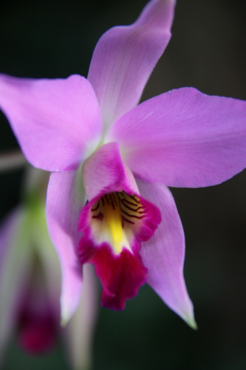 bpu_Orchid_3987
