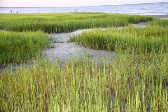 sc_marshgrass_007