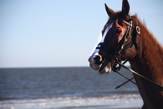 ho_riding on the beach 372