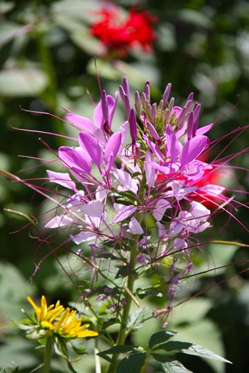 bpu_purple starburst_ 016