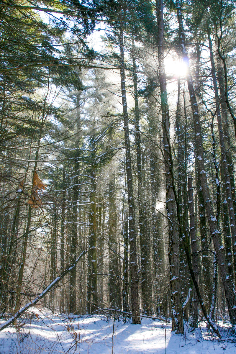 sun peaking thru