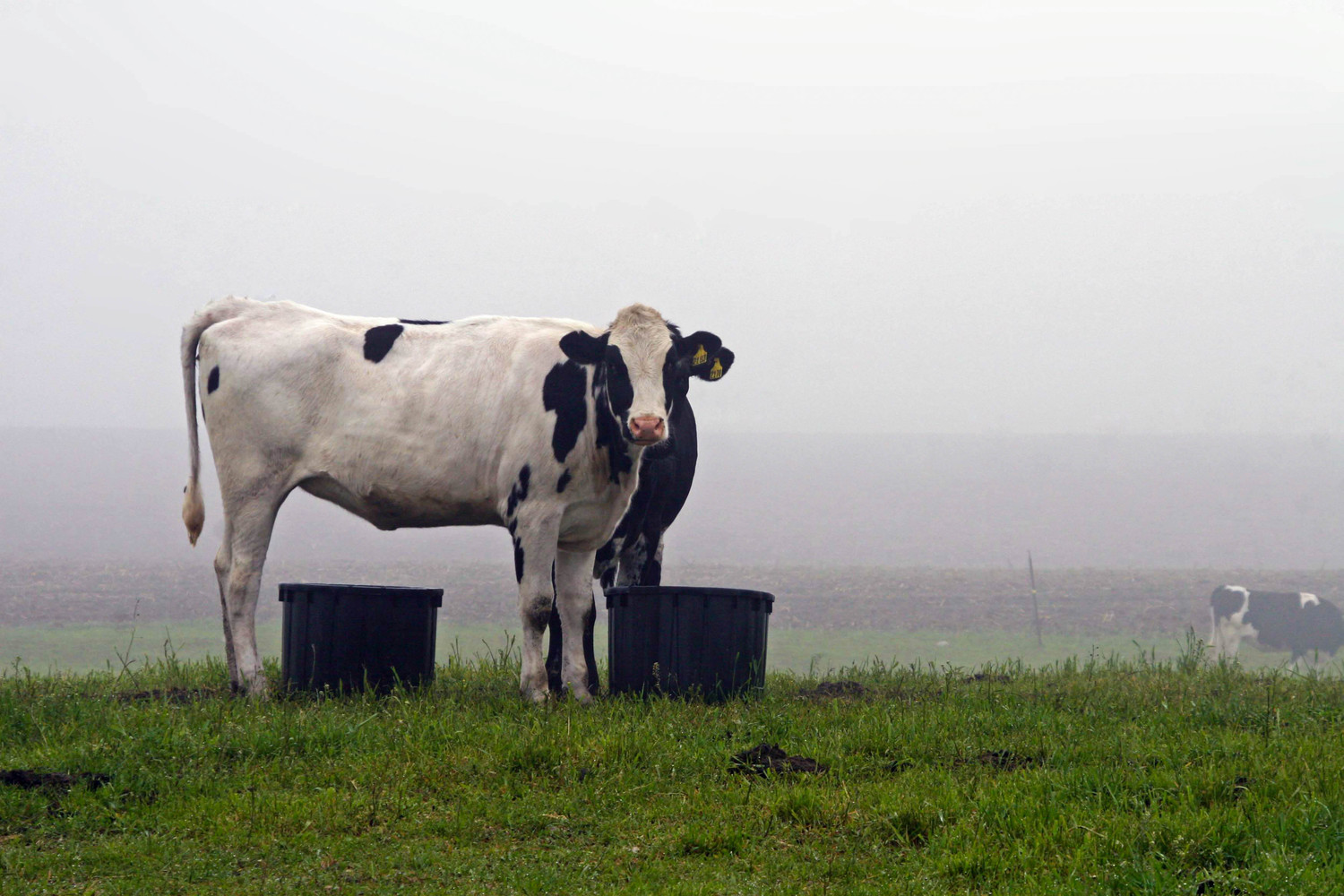 cow in the mist