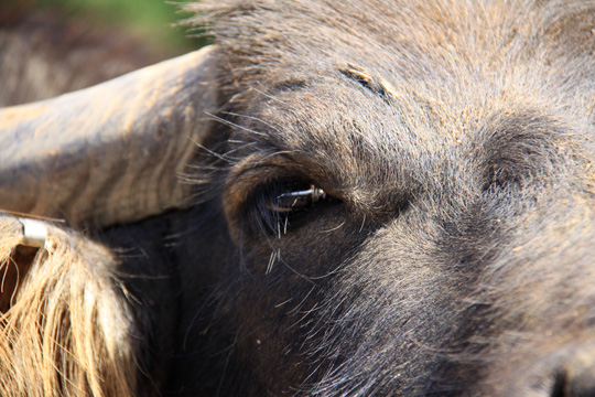 animals farm gallery