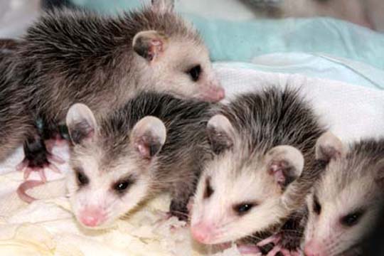3_op_opposum_9860