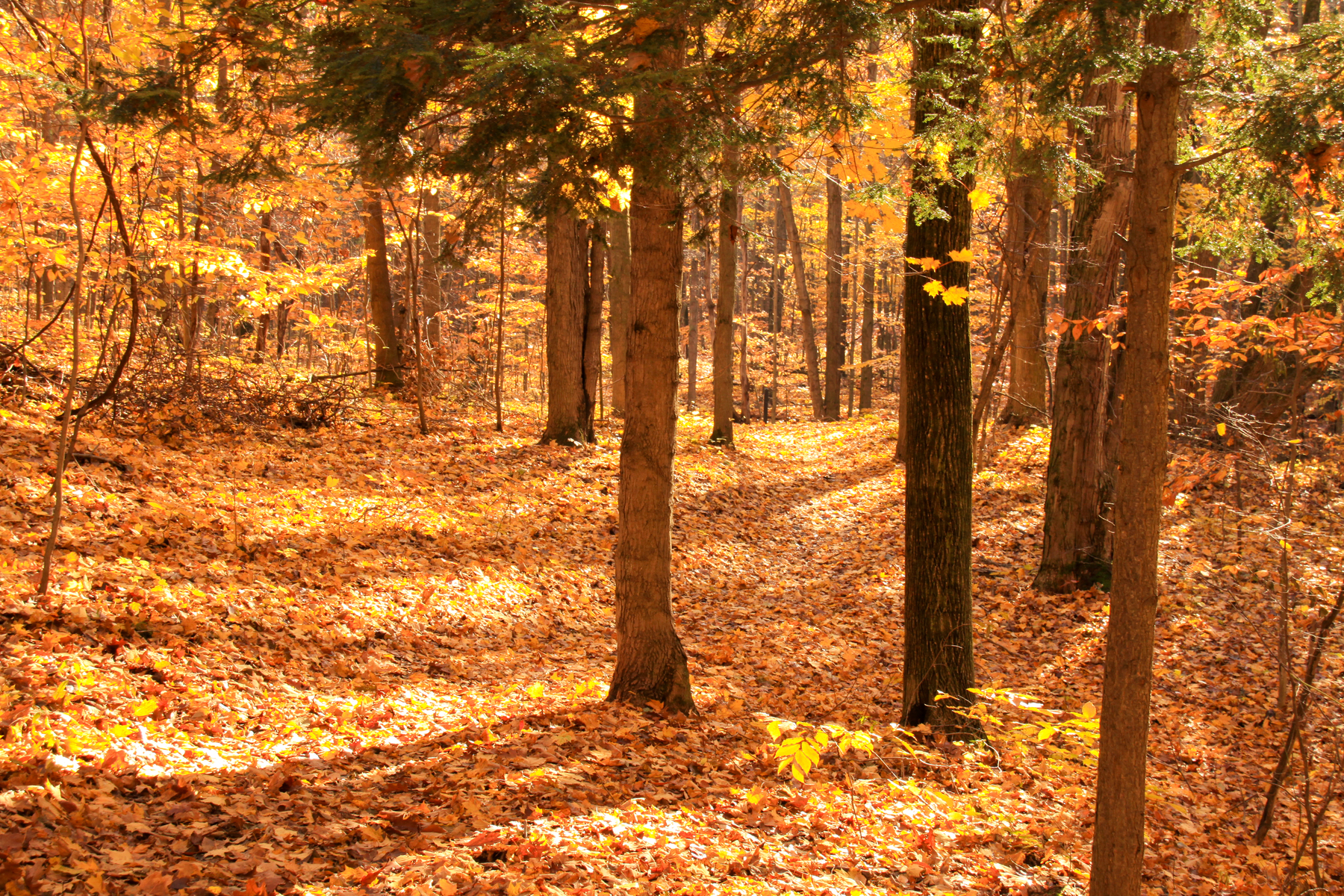 muskegon woods in fall