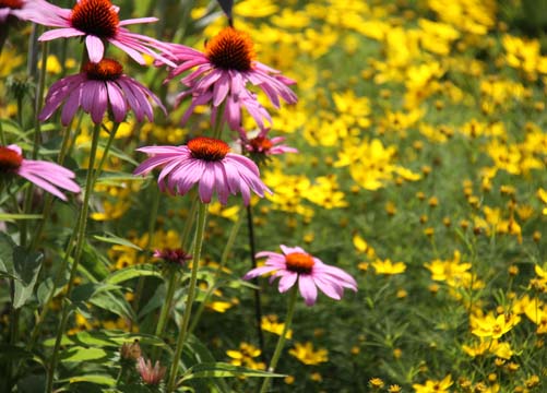 mx_wildfield_ 084
