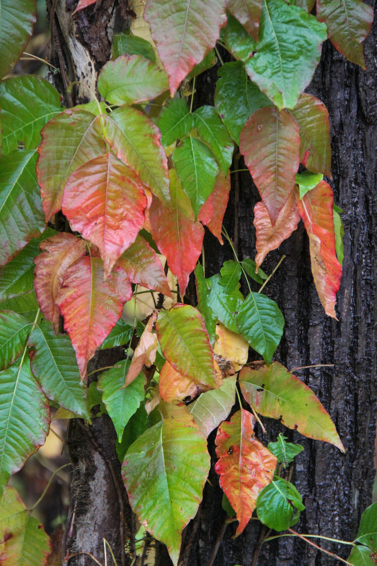 ivy in fall