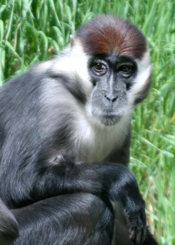 3_mo_Monkey_0235